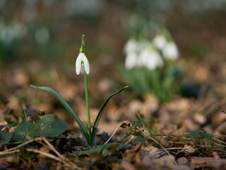 Śnieżyczka przebiśnieg (Galanthus nivalis), pierwsze oznaki wiosny. Kwiaty spotykane w lesie. © filozofgrecki