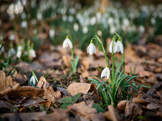 Śnieżyczka przebiśnieg (Galanthus nivalis), pierwsze oznaki wiosny. Kwiaty spotykane w lesie. © filozofgrecki