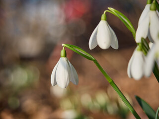 Śnieżyczka przebiśnieg (Galanthus nivalis), pierwsze oznaki wiosny. Kwiaty spotykane w lesie. © filozofgrecki