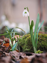 Śnieżyczka przebiśnieg (Galanthus nivalis), pierwsze oznaki wiosny. Kwiaty spotykane w lesie. © filozofgrecki