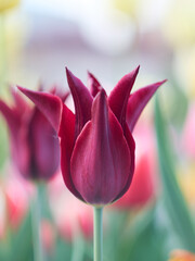 Tulipany - wiosenne kwiaty © filozofgrecki