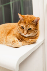 Adorable ginger tabby cat resting peacefully on a white windowsill, looking down with gentle eyes
