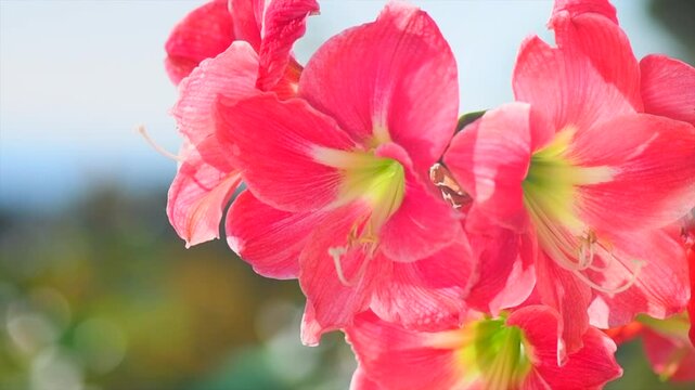 Amaryllis flowers blooming in a garden, red Hippeastrum Reginae close up, bunch of beautiful spring red Amaryllis, bulbous plant. Slow motion. Border design, macro. 