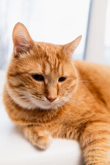 Close-up portrait of a fluffy orange tabby cat with green eyes resting indoors