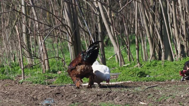 Free range rooster and hens on a rural farm