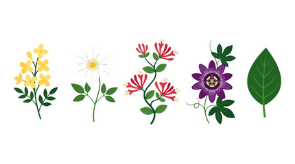 Stylized botanical collection featuring yellow jasmine white clematis red honeysuckle purple passion flower and green leaf.