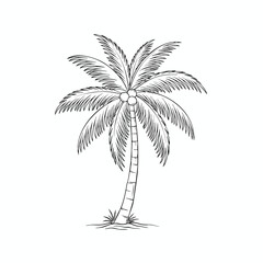 Obraz premium A simple black and white line drawing of a palm tree with coconuts