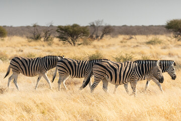 Fototapeta premium Pack of Wild Zebras in Etosha National Park, Namibia