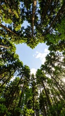Fototapeta premium An eye-level shot looking up through a forest canopy, forming a heart shape with the blue sky visible in the center. Green leaves