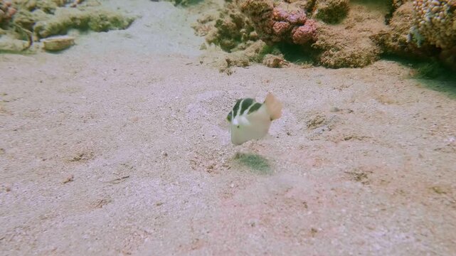 A crowned toby (Canthigaster coronata) or blacksaddle toby (Canthigaster valentini) navigates the coral reef in tropical seas.