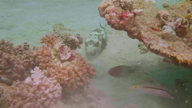 Soft corals of the order Alcyonacea sway beside a stellate puffer (Arothron stellatus) or white-spotted puffer (Arothron hispidus) in a clear reef habitat.