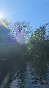 Vertical Jungle Escape: Paddling Through Ancient Cypress Forests on the Loxahatchee River