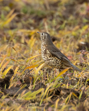 Mistle thrush on a piece of freshly drilled farmland in England.
