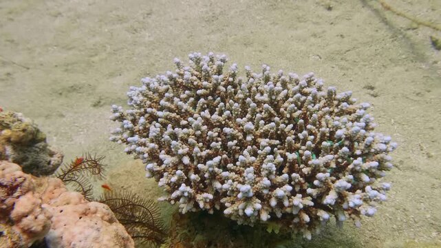 Either staghorn coral (Acropora cervicornis) or cauliflower coral (Pocillopora meandrina) thrives with small fish darting among its branches.