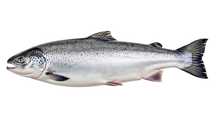 Obraz premium Delicious Fresh Atlantic Salmon Fish Whole Sourced for High Quality Seafood Dishes
