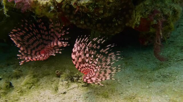 A feather duster worm, possibly Sabellastarte spectabilis or Sabella spallanzanii, extends its feathery crown in a tropical marine environment.