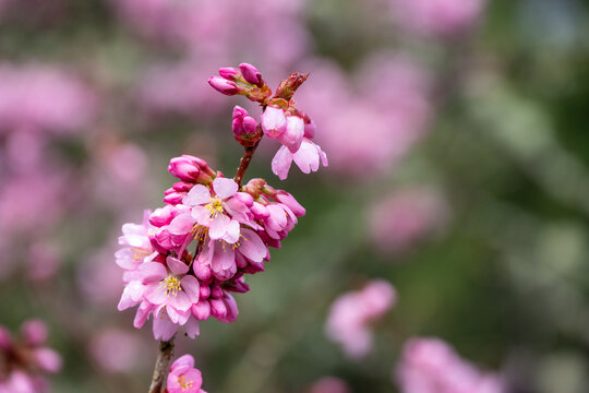First signs of spring, pink blossoms on Dream Catcher Flowering Cherry tree, Prunus, wet with raindrops, rich pink flowers blooming
