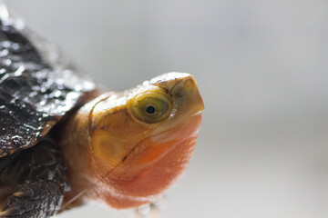 Obraz premium Chinese Box Turtle Close Up Portrait with Yellow Margined Shell Detail