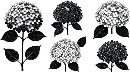 Hydrangea flower silhouettes collection with detailed petals and leaves, botanical vector illustration set isolated on white background for floral design, nature decoration, and garden themes © MstRupali