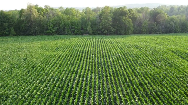 Aerial flyover of a cornfield in Caledon, Ontario, Canada. Shot on a hazy summer afternoon over agricultural farmlands, a field of growing corn.
