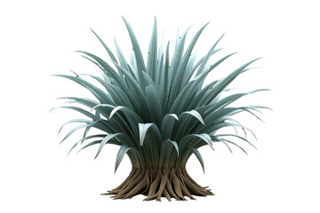Fototapeta premium Succulent desert plant with blue-green sword-shaped leaves and exposed roots on transparent background
