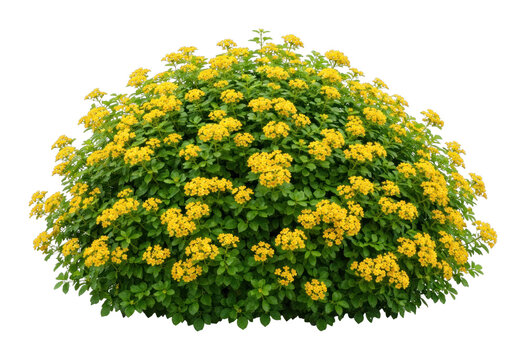 PNG Vibrant yellow flowering bush