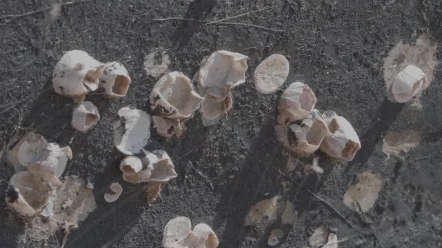 Close Up of Barnacles and Seashells on Weathered Boat Hull with Spider Webs