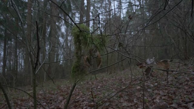Moss covered branch in winter forest woodland landscape