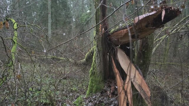 Decaying Metal Structure in Dense Forest with Moss and Branches
