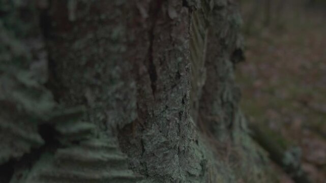Close-up of weathered concrete wall texture with moss and age patina