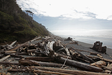 Tree Beach Processed