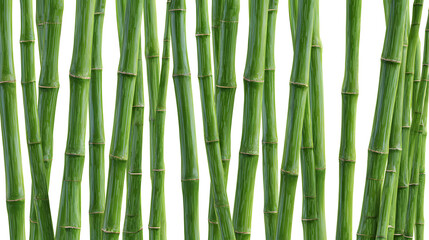 Fototapeta premium Green bamboo stalks for oriental zen design, isolated cutout