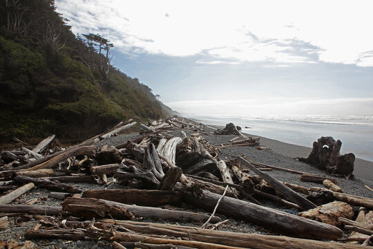 Tree Beach Processed