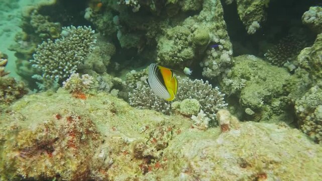 A Threadfin Butterflyfish (Chaetodon auriga) glides through coral heads while a Fivestripe Wrasse darts in the background in a bustling reef habitat.