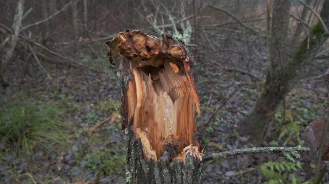 Close-up of tree branch with beaver damage and wood chip marks in fore