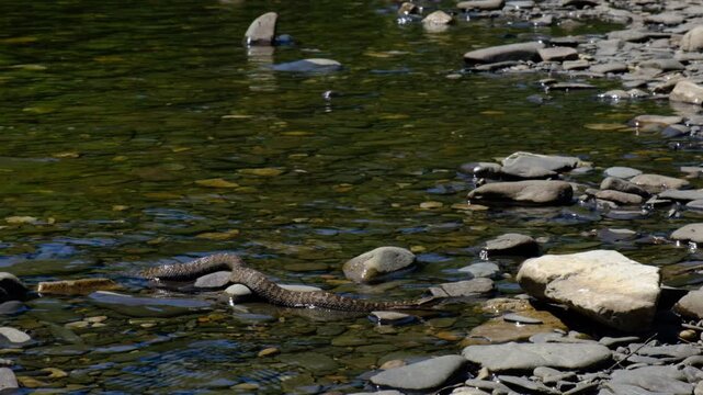 The dice snake Natrix tessellata rest on stones. Species of snake in the genus Natrix of the family Colubridae. Lake Baikal area	