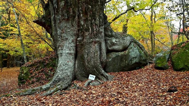 巨大な岩を抱きかかえて自生するケヤキの巨木と紅葉
「土ではなく岩を抱き、空へと伸びる。ケヤキの生命力が、紅葉の森をより深く、力強く彩る。」
大分県由布市「男池（おいけ）」の紅葉
A giant zelkova tree growing naturally, embracing a massive rock, and its autumn foliage.