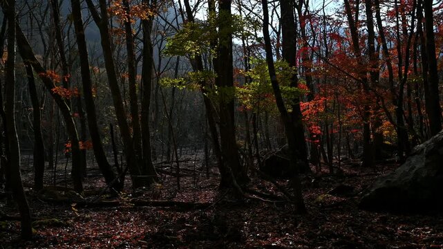 深い影に映える鮮やかな紅葉と落ち葉の絨毯
「時の流れが止まったかのような、原生林の奥深く。一瞬の輝きを放つ秋の調べ。」
大分県由布市「男池（おいけ）」の紅葉
Vibrant autumn leaves and a carpet of fallen leaves reflected in the deep shadows