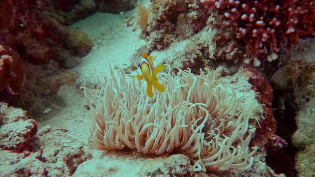 A Red Sea Clownfish (Amphiprion bicinctus) rests safely among the stinging tentacles of a sea anemone in a colorful coral reef ecosystem.