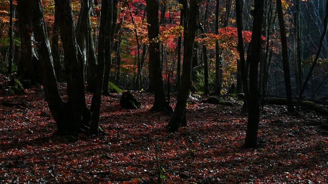 深い影と鮮やかな紅葉が織りなす晩秋の風景
「原生林が眠りにつく前、一瞬の輝きを放つ秋の静寂。」
大分県由布市「男池（おいけ）」の紅葉
A late autumn landscape woven from deep shadows and vibrant autumn leaves