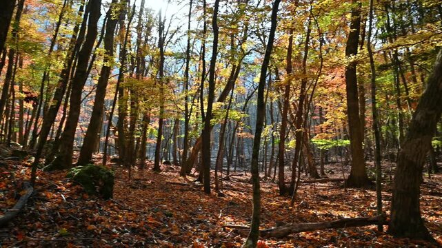 原生林を彩る鮮やかな紅葉と木漏れ日
「原生林の静寂と、名水百選の地が魅せる、燃えるような秋の色彩。」
大分県由布市「男池（おいけ）」の紅葉
Vibrant autumn leaves and sunlight filtering through the trees adorn the primeval forest.