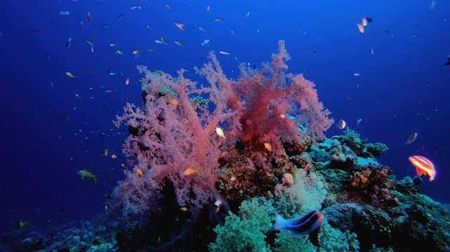 Colourful Life Red Soft Coral Broccoli. Tropical underwater sea fish. Colourful tropical coral reef. Scene reef. Marine life sea world. Underwater fish reef marine. 