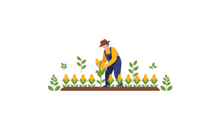 Fototapeta premium A cartoon farmer in blue overalls and a brown hat is actively harvesting a large yellow corn cob in a neatly planted field.