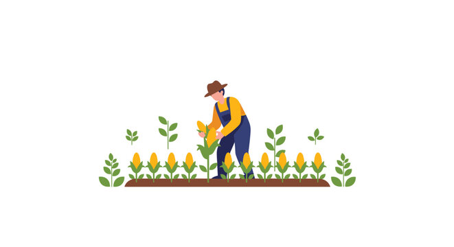 A cartoon farmer in blue overalls and a brown hat is actively harvesting a large yellow corn cob in a neatly planted field.