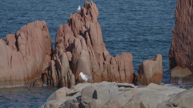 Seagulls Standing on Red Coastal Rocks by the Sea