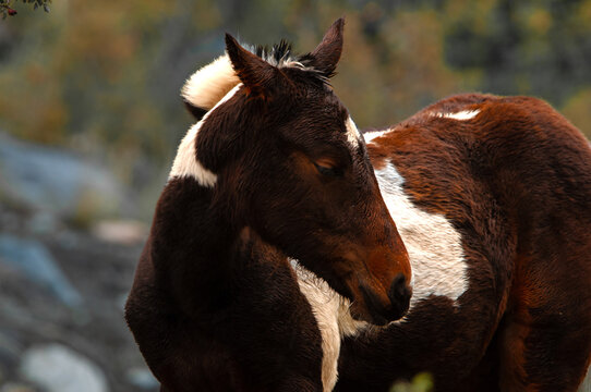 Hermoso caballo.