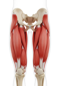 a hyper-detailed 3d anatomical render of the human adductor longus muscle group, highlighted in vibrant red, showing attachment points on the femur and pelvis, precise medical education concept