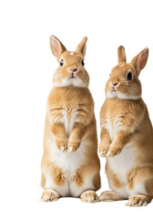 Obraz premium Two adorable light golden-brown rabbits balancing upright on their hind legs, tilted heads showing innocent, wide-eyed curiosity in a bright white studio environment, concept of animal innocence