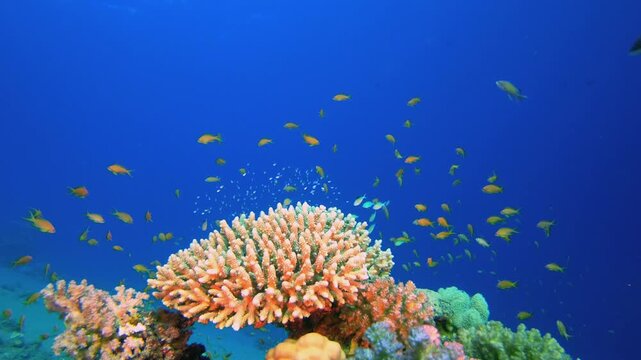 Fire Coral and Orange Fish. Tropical fish reef marine. Soft-hard corals seascape. Vibrant coral garden. Reef coral scene. Beautiful soft coral. Sea reef.