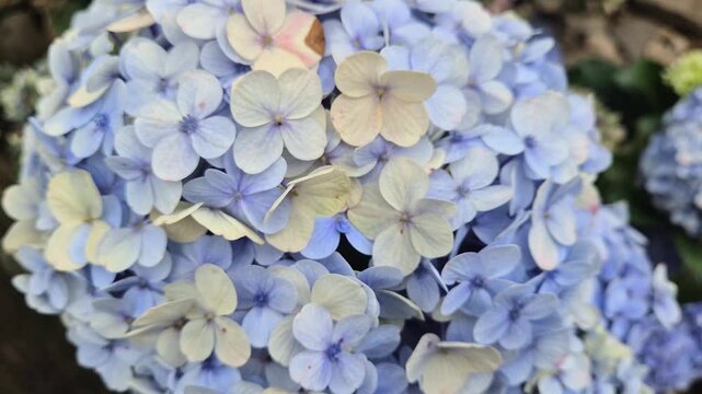 blue and white hydrangea flowers